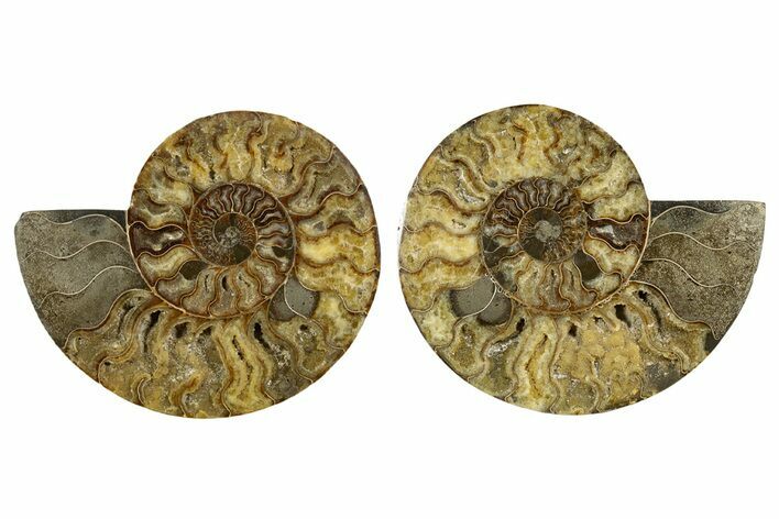 Large, Cut & Polished Ammonite Fossil - Deep Crystal Pockets #345539